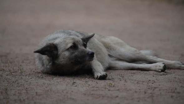 Portrait Of a Watchful Dog Lying On The Ground And Wags Its Tail alt