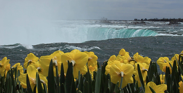 Daffodils atop Niagara Falls