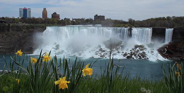 Daffodils and American Falls alt
