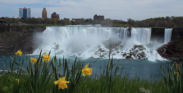 Daffodils and American Falls