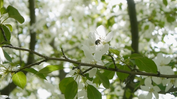 Bee On a Blossoming Apple-tree