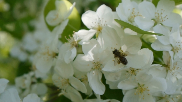 Bee On a Blossoming Apple-tree