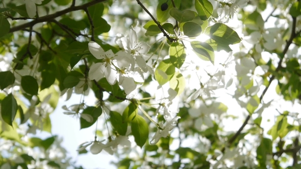 Blooming Apple Tree