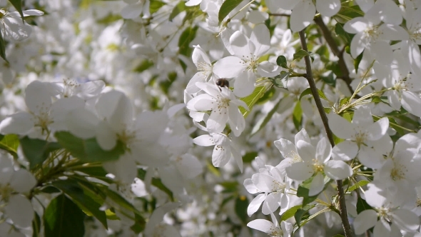 Bee On a Blossoming Apple-tree