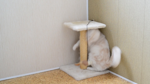 7 Month Kitten Playing With Toy And a Scratching Post