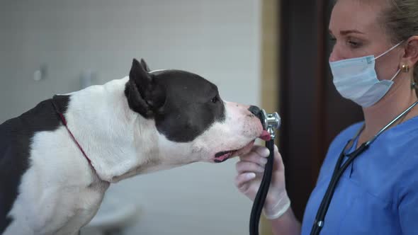 Side View Smiling Veterinarian Standing with Stethoscope As Curios Dog Sniffing Licking Medical alt