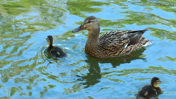 Duck With Ducklings Swimming in a Pond