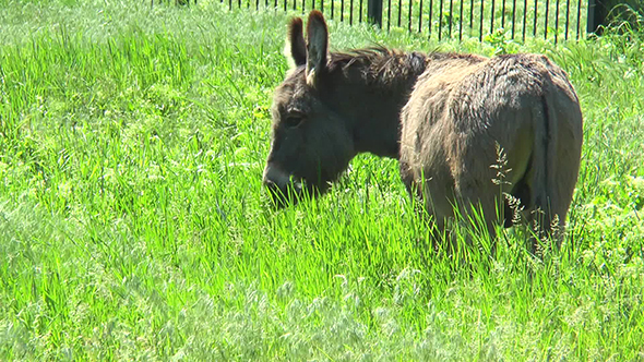 Donkey Grazing in a Meadow With  Grass