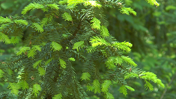 Branch Ate With Young Sunlit Needles