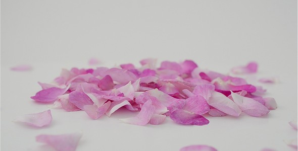 Petals 10 alt
