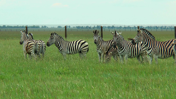 Group of Zebras Grazing in the Steppe 