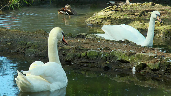 Swans Swim in the Pond