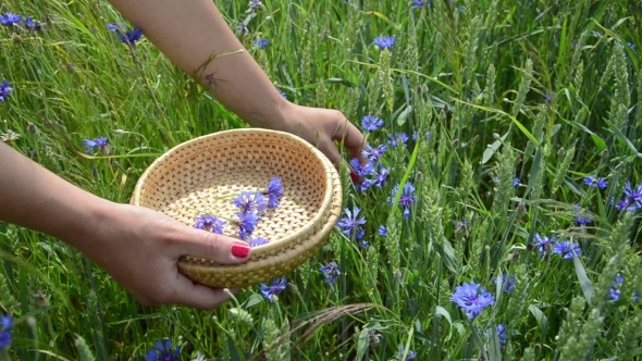 Girl Hand Pick Blue Cornflower Herb In Field