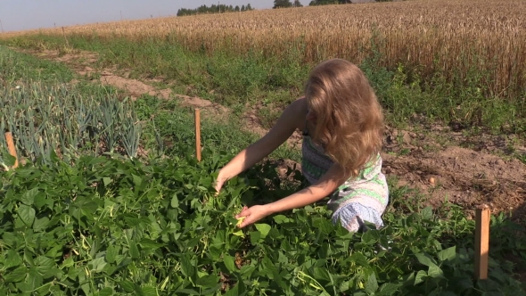 Girl Reap Snap Beans In Vegetable Garden Outdoor On Sunny Day. 
