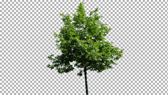 Real Tree Isolated on the Wind 41