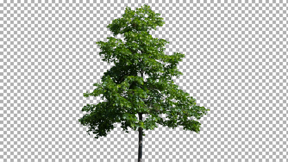 Real tree