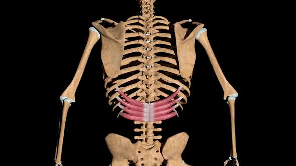 Serratus Posterior Inferior Muscles On Skeleton alt