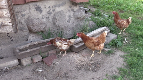 Hen Chicken Feed From Trough In Henhouse