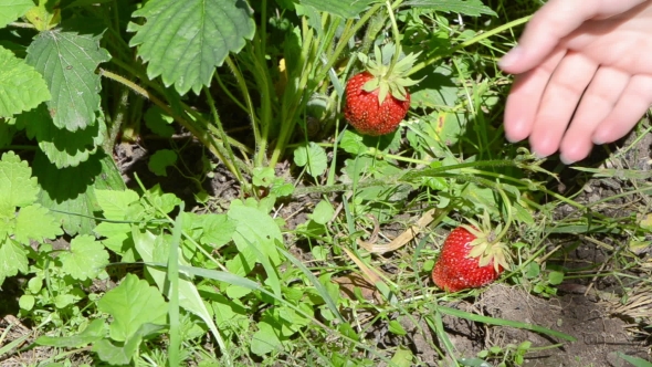 Woman Hands With Ring Gather Pick Ripe Strawberry In Garden