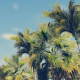 Driving Through PalmTrees - Noon Driving Through PalmTrees - Noon - VideoHive Item for Sale