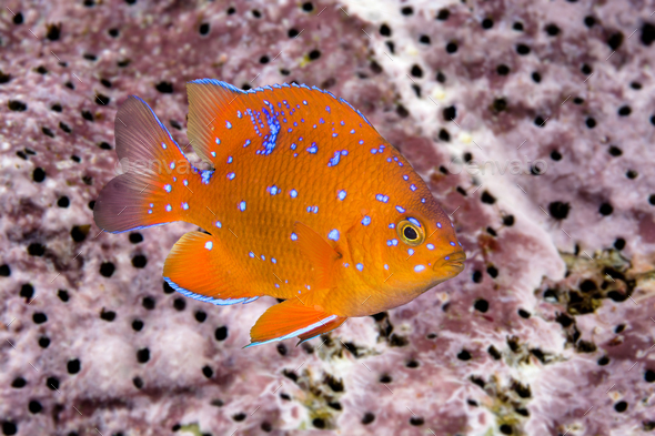 Juvenile garibaldi swimming around reef - Stock Photo - Images