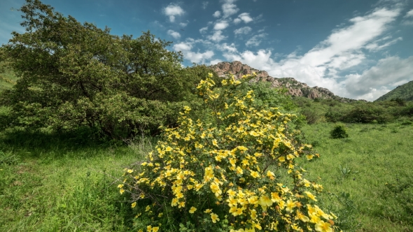 Flowers Of Wild Rose In The Mountains, Kazakhstan -   alt