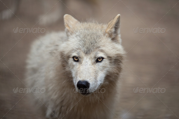 Arctic Wolf (Canis lupus arctos) aka Polar Wolf or White Wolf - - Stock Photo - Images