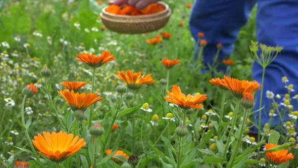 Marigold Herb Blooms And Gardener Hands Pick In Wicker Dish. 