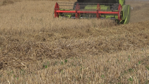 Farm Combine Harvester Machine Cutting Ripe Wheat Rye Barley Grain In Summer.