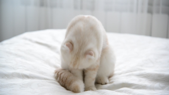 Scottish Fold Kitten Licking The Fur On Bed