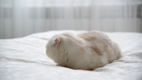 Scottish Fold Kitten Licking The Fur On Bed