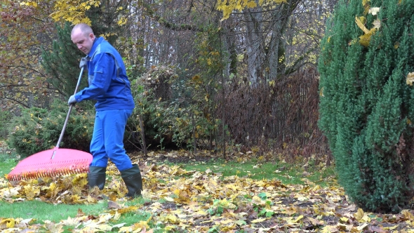 Guy Rake Leaves In Backyard At Cold Autumn Time. 