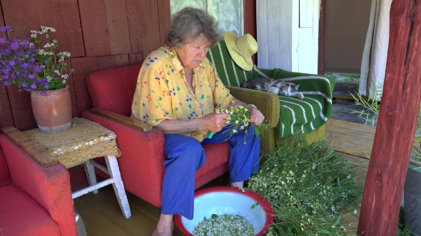 Herbalist Grandmother Pick Camomile Flower Blooms And Tabby Cat Sleep. 
