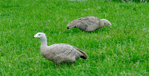 Bird Fulica Atra alt