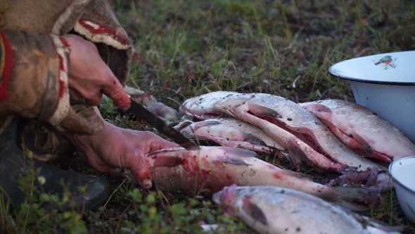 Nenets Woman Handles The Fish. Tundra, The Yamal Peninsula. alt