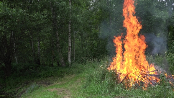 Dry Branches Fire With Large Orange Flame Near Birch Forest.