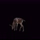 Black Deer Doe Eat View From Back Side - VideoHive Item for Sale