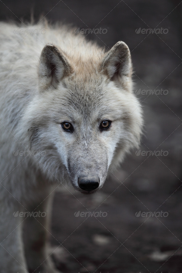 Arctic Wolf (Canis lupus arctos) aka Polar Wolf or White Wolf - - Stock Photo - Images