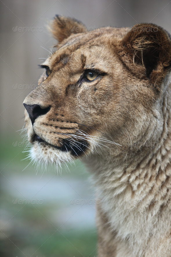 Close-up portrait of a majestic lioness (Panthera Leo) in nature - Stock Photo - Images