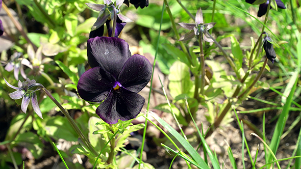 Viola Black Star Flowers