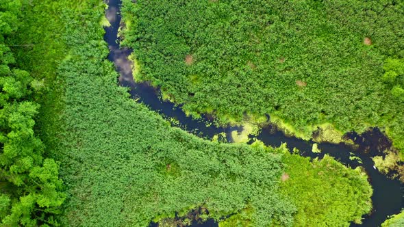 Green forest and small river in Tuchola natural park, Poland from above in summer alt