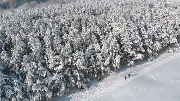 Aerial View on Winter Pine Forest and Snowy Path with People on a Sunny Day alt