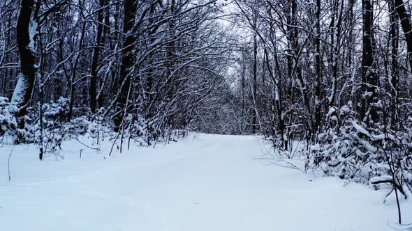 Dolly in Shot of a Winter Glade Through Mysterious Snowy Forest  Winter Forest Glade alt