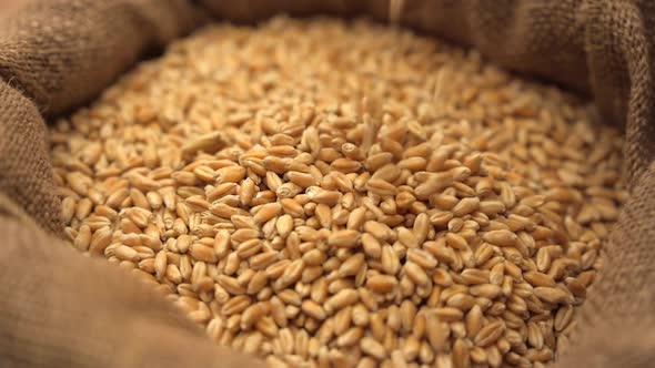 Slow Motion Wheat Grains Falling alt