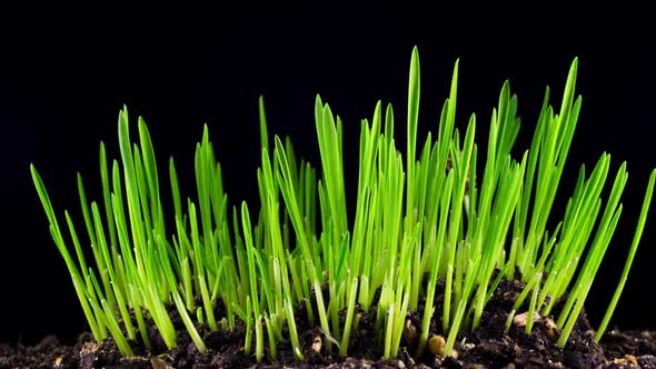 Growth of Fresh New Green Grass alt