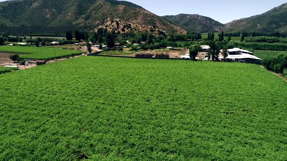 60 fps drone footage of a nice chilean valey landscape full of vineyard alt