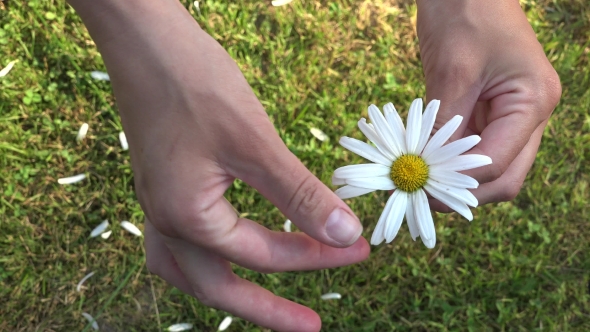 Girl Guesses On Chamomile On Nature In Summer.