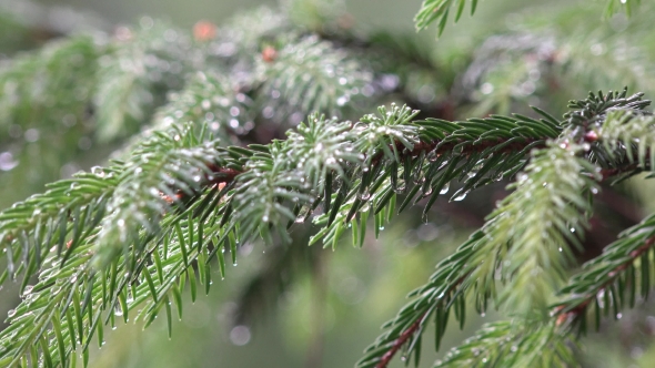 Spruce Twig Sparkle In Rain Drop Outdoor In Garden.