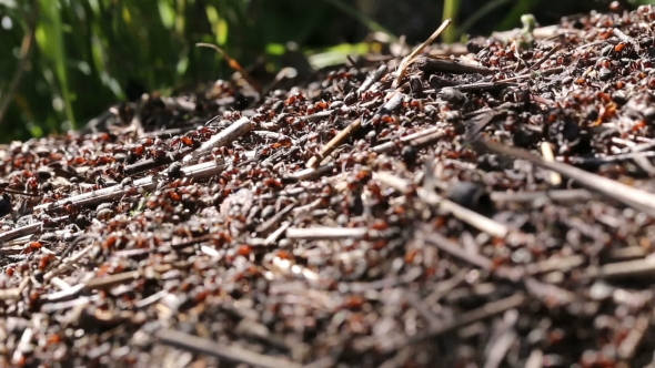 Red Ants Are Building Anthill