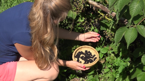 Woman Gather Fresh Sweet Blackberries On Summer In Garden.
